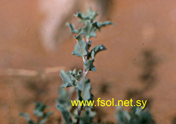 Atriplex leucoclada Boiss.